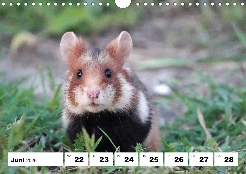 Wochenkalender 2026 -A4