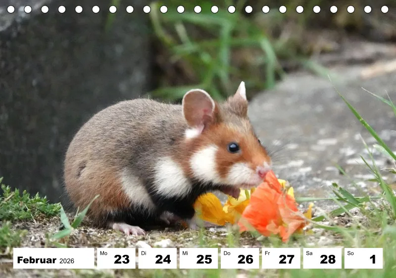 Tisch-Wochenkalender 2026