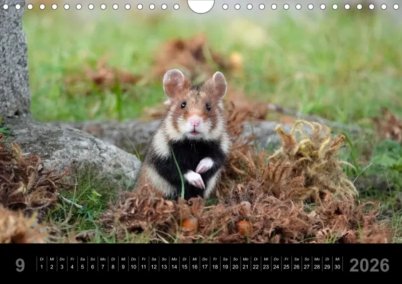 Monatskalender 2026 - A4