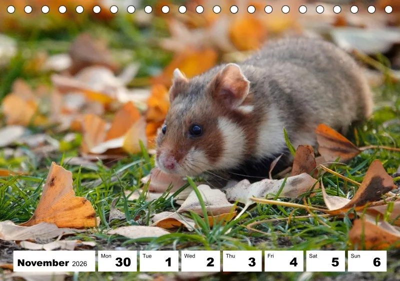 desk calendar 2026
