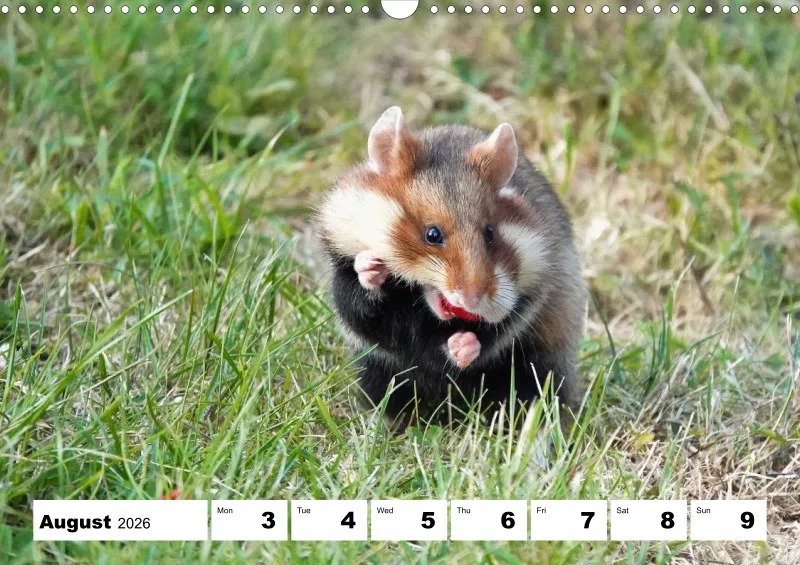 weekly calendar 2026 -A3