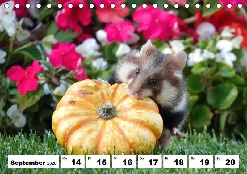 Tisch-Wochenkalender 2026