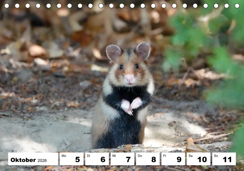 Tisch-Wochenkalender 2026