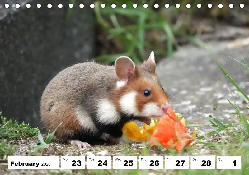 desk calendar 2026