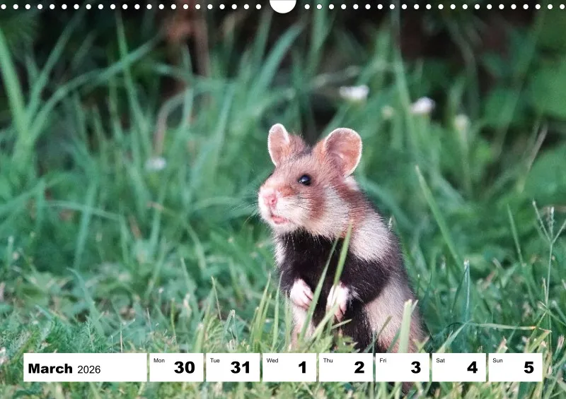 weekly calendar 2026 -A3