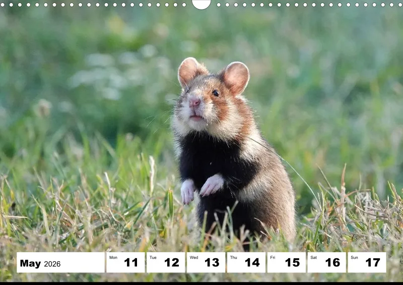 weekly calendar 2026 -A3