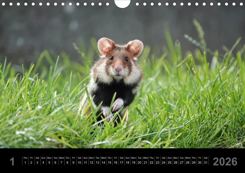 monthly calendar 2026 -A4