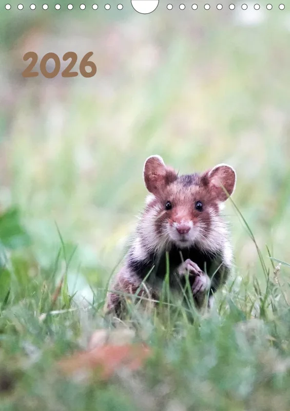 weekly calendar 2026 -A4