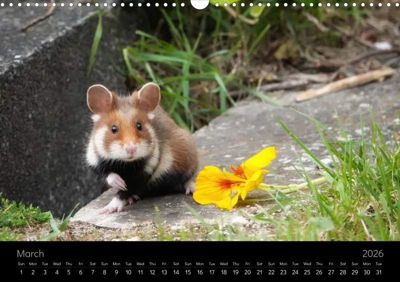 monthly calender 2026 - A3