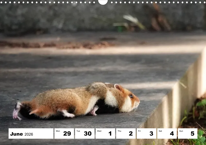 weekly calendar 2026 -A3