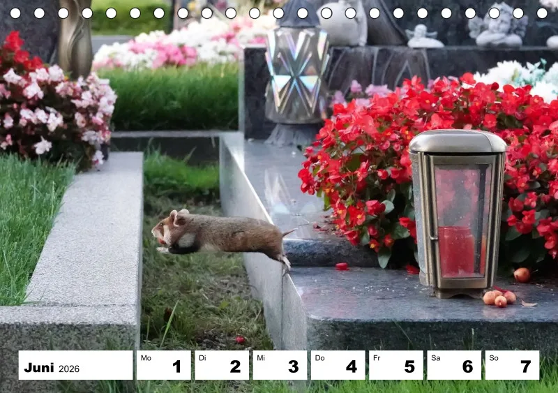 Tisch-Wochenkalender 2026