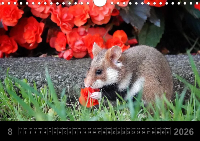 monthly calendar 2026 -A4
