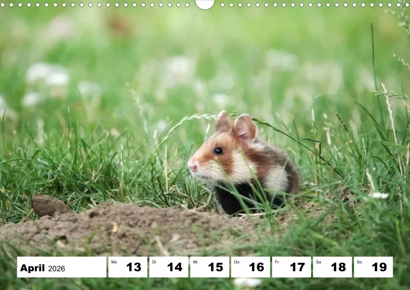 Wochenkalender 2026 -A3