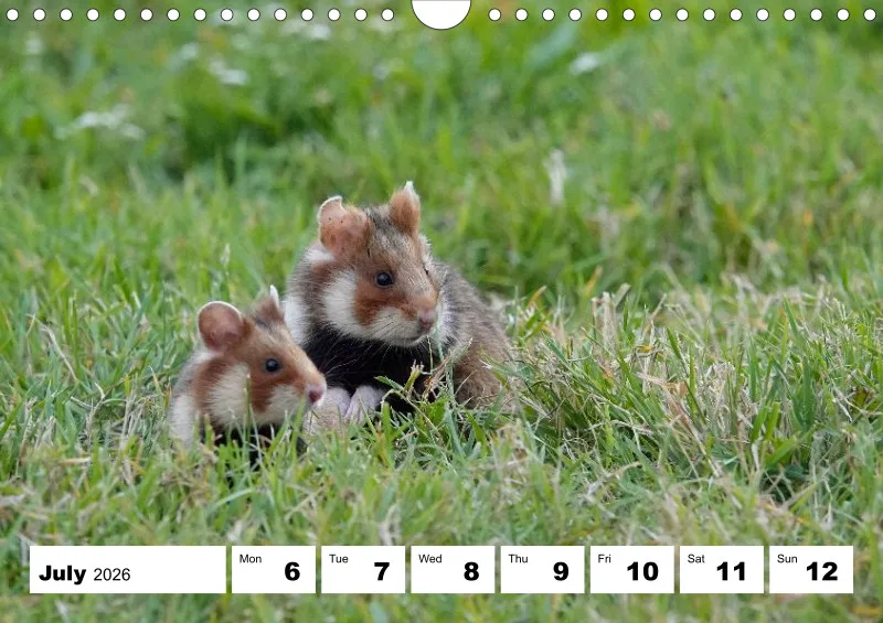 weekly calendar 2026 - A4