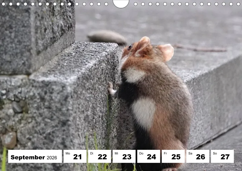 Wochenkalender 2026 -A4