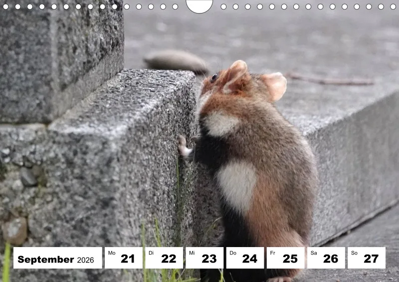 Wochenkalender 2026 -A4
