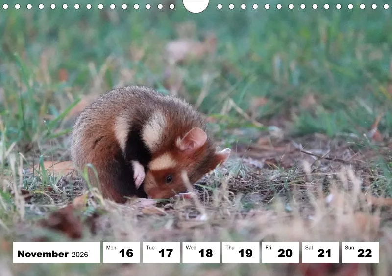 weekly calendar 2026 - A4