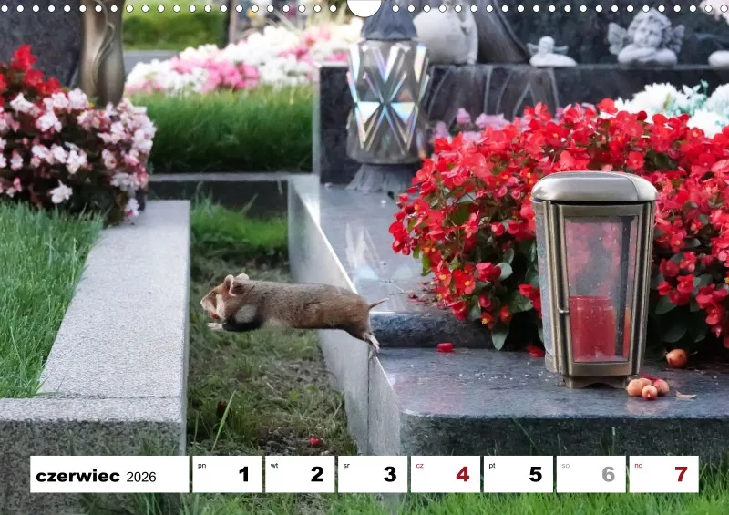 kalendarz tygodniowy 2026 - A3