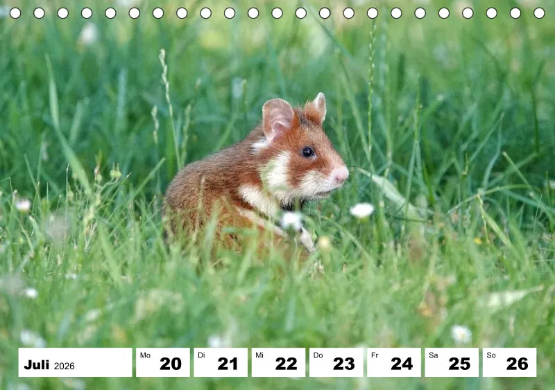Tisch-Wochenkalender 2026