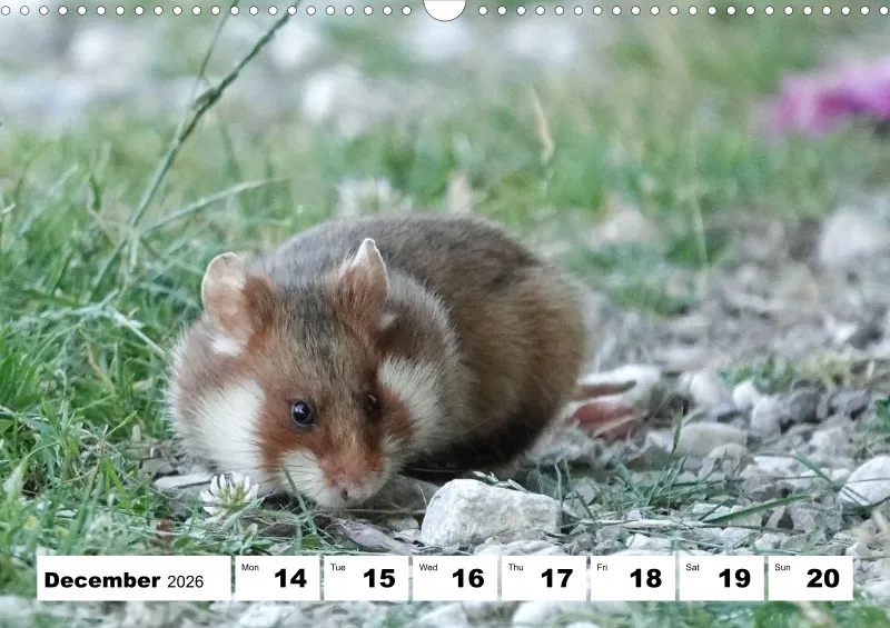 weekly calendar 2026 -A3