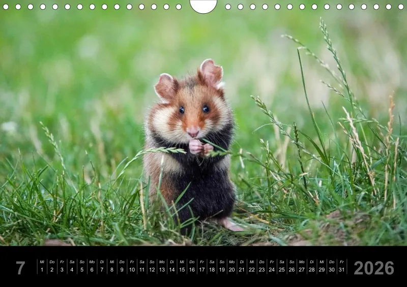 Monatskalender 2026 - A4