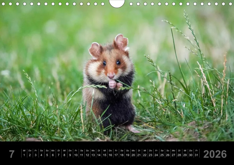 Monatskalender 2026 - A4