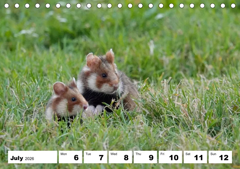 desk calendar 2026