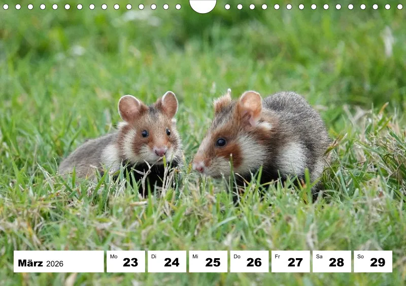 Wochenkalender 2026 -A4