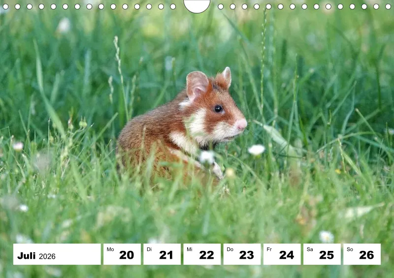 Wochenkalender 2026 -A4