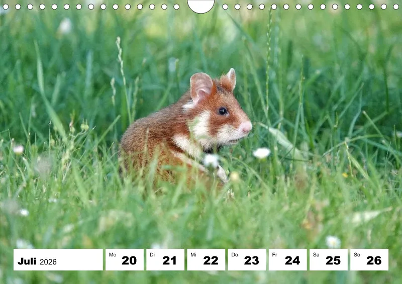 Wochenkalender 2026 -A4