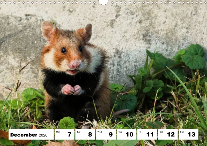 weekly calendar 2026 -A3