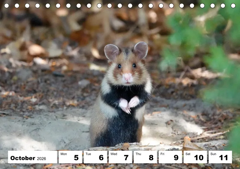 desk calendar 2026