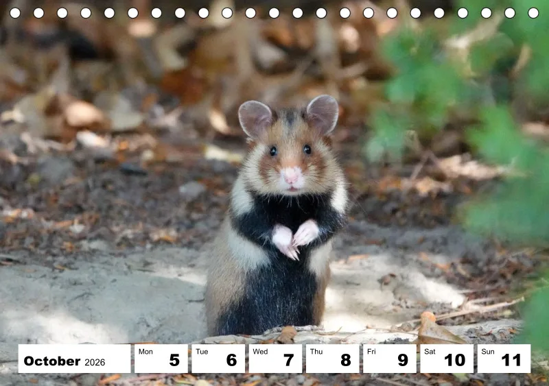 desk calendar 2026