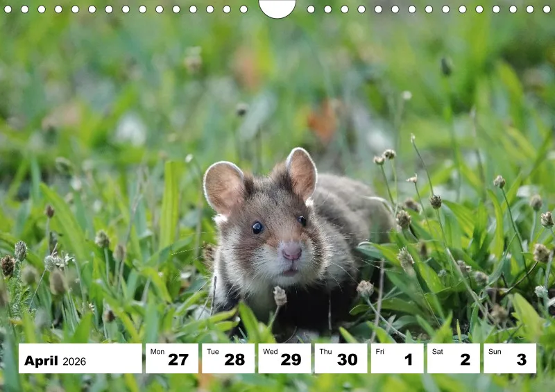 weekly calendar 2026 - A4