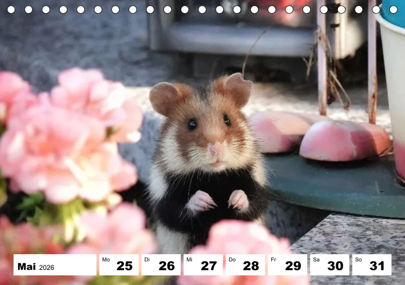 Tisch-Wochenkalender 2026