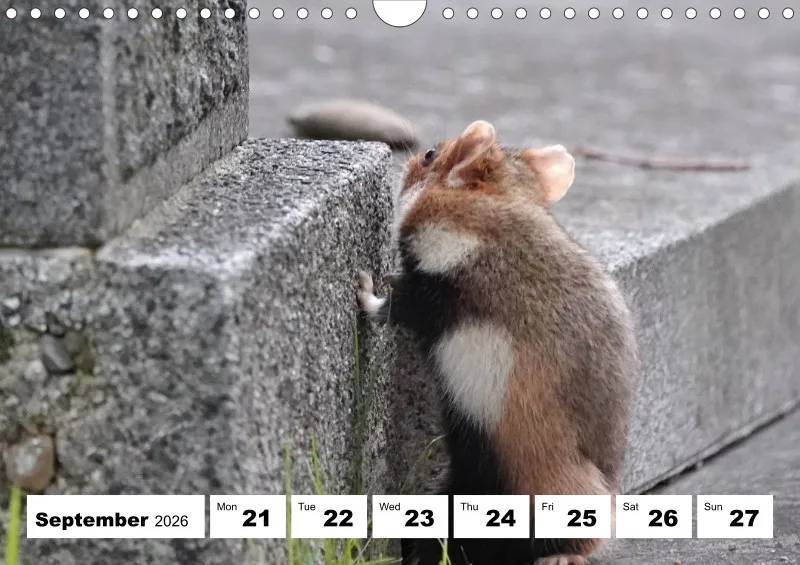 weekly calendar 2026 - A4