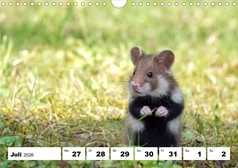 Wochenkalender 2026 -A4