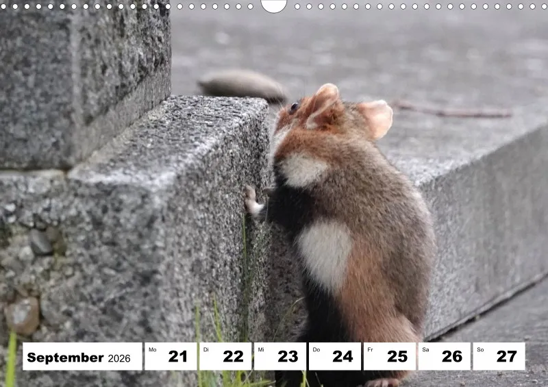 Wochenkalender 2026 -A3
