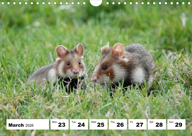 weekly calendar 2026 - A4