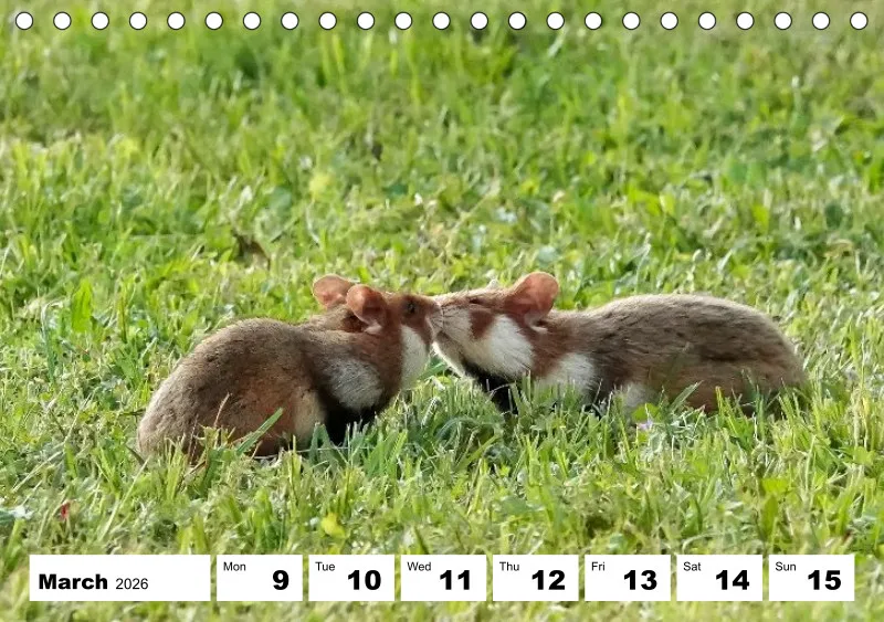 desk calendar 2026