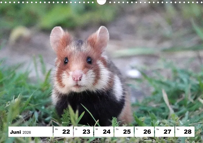 Wochenkalender 2026 -A3