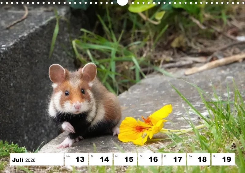 Wochenkalender 2026 -A3