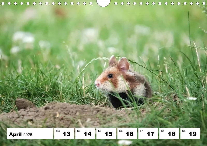 Wochenkalender 2026 -A4