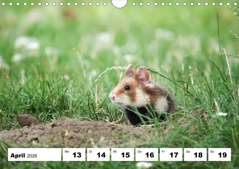Wochenkalender 2026 -A4