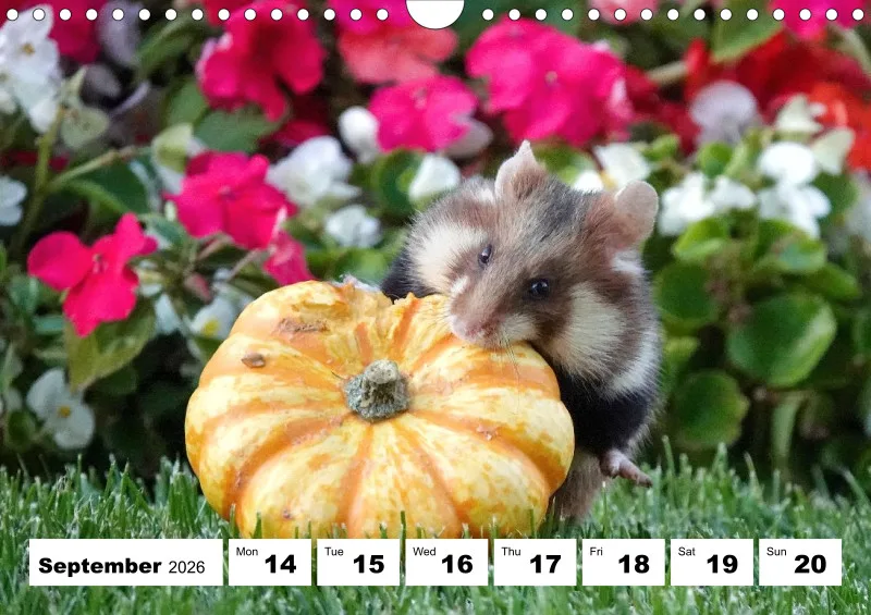 weekly calendar 2026 - A4