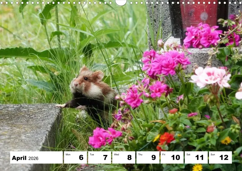 weekly calendar 2026 -A3