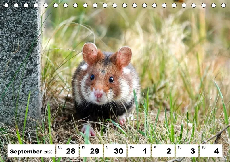 Tisch-Wochenkalender 2026