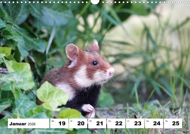 Wochenkalender 2026 -A3