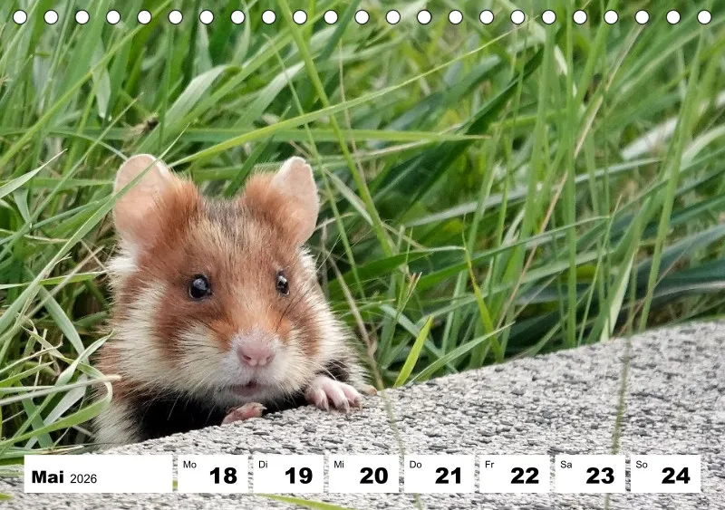 Tisch-Wochenkalender 2026