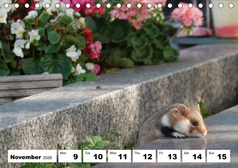 desk calendar 2026